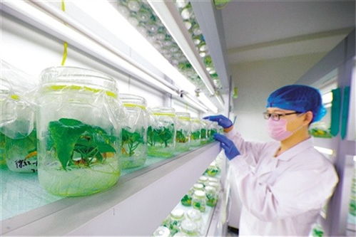 為產(chǎn)業(yè)扶貧插上科技翅膀 中國農(nóng)科院科技扶貧紀實