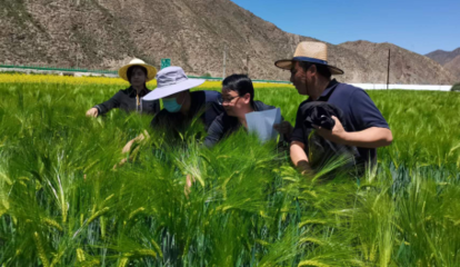 提升創(chuàng)新能力 推動成果轉(zhuǎn)化--州農(nóng)技站2022年度&ldquo;三區(qū)&rdquo;科技服務(wù)工作紀實