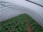 玻璃溫室當(dāng)選京豐溫室大棚建設(shè)|承德溫室大棚-石家莊京豐農(nóng)業(yè)科技提供玻璃溫室當(dāng)選京豐溫室大棚建設(shè)|承德溫室大棚的相關(guān)介紹、產(chǎn)品、服務(wù)、圖片、價格養(yǎng)殖大棚、溫室大棚建設(shè)、大棚設(shè)計(jì)安裝、蔬菜大棚建設(shè)、智能溫室大棚建設(shè)、大棚骨架建設(shè)、