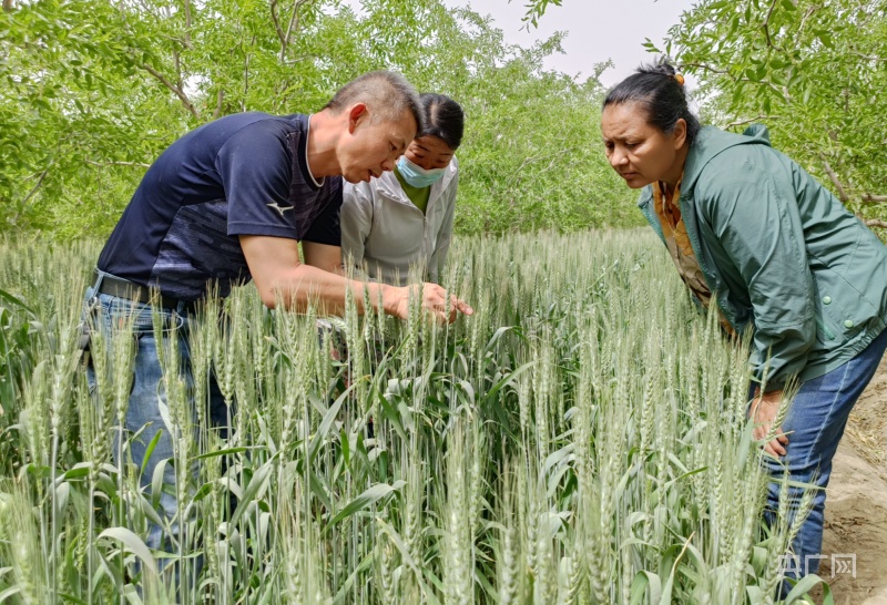 若羌:科技服務(wù)團下鄉(xiāng)開出小麥增產(chǎn)&ldquo;良方&rdquo;