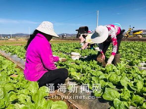 創(chuàng)新工作服務模式 打造綠色食品基地