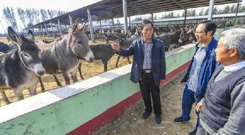 驢肉賣6000元,驢皮賣2000元,合計近萬元,可為啥農村沒人養驢