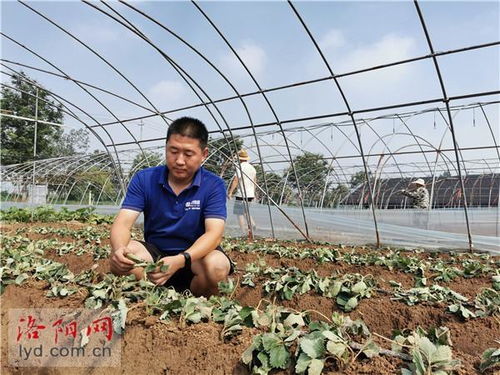 新農(nóng)人成了領(lǐng)路人——洛陽孟津小伙創(chuàng)辦農(nóng)業(yè)科技服務(wù)公司